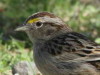 Cachilo ceja amarilla/Grassland Sparrow