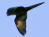 Calancate ala roja/White-eyed Parakeet