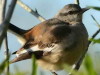 Calandria real/White-banded Mockingbird