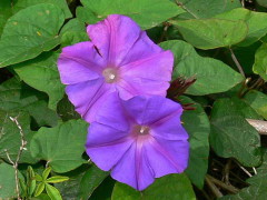 Campanilla lila/Morning glory