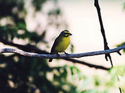 Canario de Mozambique/Yellow-fronted Canary