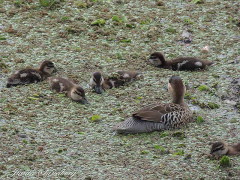 Pato capuchino/Silver Teal