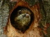 Carpintero bataraz chico/Checkered Woodpecker