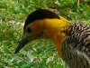 Carpintero campestre/Campo Flicker