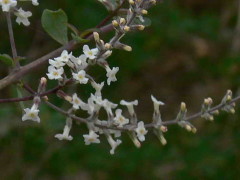 Cedrón del monte/White brush