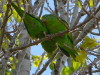 Catita chiriri/Yellow-chevroned Parakeet