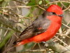 Churrinche/Vermilion Flycatcher