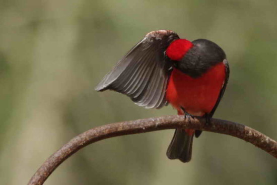 Churrinche/Vermilion Flycatcher