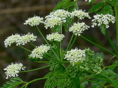 Cicuta/Poison hemlock