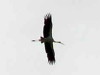 Cigüeña/Maguari Stork