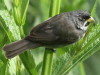 Corbatita común/Double-collared Seedeater