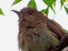 Cuclillo gris/Ash-coloured Cuckoo