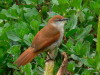 Curutié colorado/Yellow-chinned Spinetail