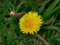 Diente de león/Common Dandelion
