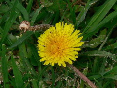 Diente de león/Common Dandelion