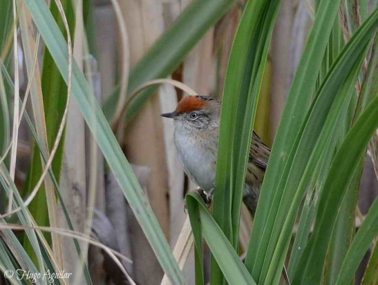 Espartillero enano/Bay-capped Wren-Spinetail