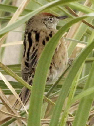 Espartillero enano/Bay-capped Wren-Spinetail