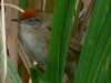 Espartillero enano/Bay-capped Wren-Spinetail