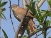 Espinero pecho manchado/Freckle-breasted Thornbird