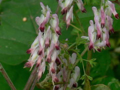 Flor de pajarito/Whiteflower fumitory