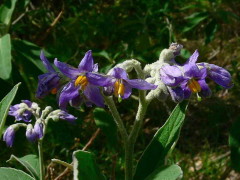 Fumo bravo/Solanum granulosum leprosum