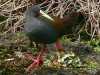 Gallineta común/Plumbeous Rail