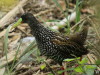 Gallineta overa/Spotted Rail