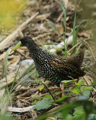 Gallineta overa/Spotted Rail