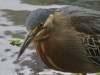 Garcita azulada/Striated Heron