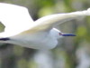 Garcita blanca/Egretta thula