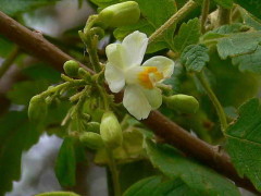 Globio cipó/Balloon vine