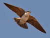 Golondrina ceja blanca/White-rumped Swallow