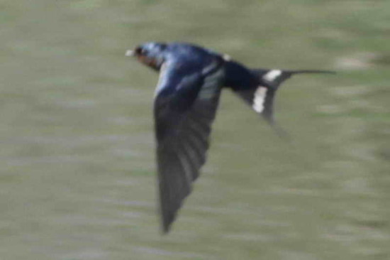 Golondrina tijerita/Barn Swallow