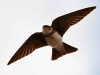 Golondrina zapadora/Bank Swallow