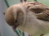 Gorrión/House Sparrow