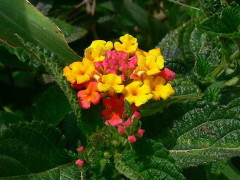 Lantana