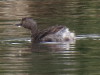 Macá gris/Least Grebe