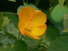 Malvavisco/Hairy indian mallow