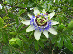 Mburucuyá/Passion flower