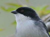 Monterita cabeza negra/Black-capped Warbling-Finch