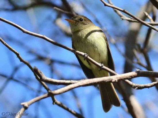 Mosqueta parda/Euler's Flycatcher