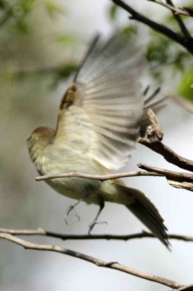 Mosqueta parda/Euler's Flycatcher