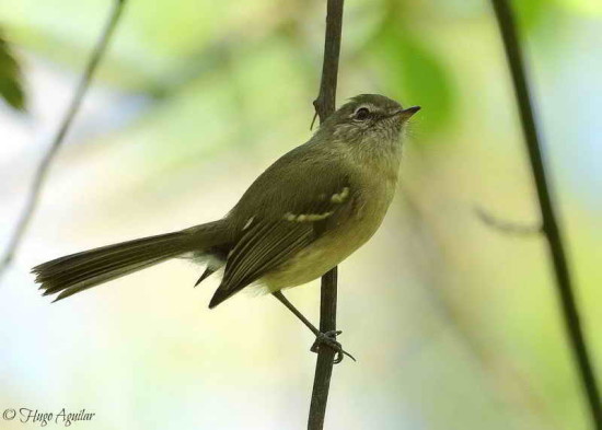 Mosqueta común/Mottle-cheeked Tyrannulet