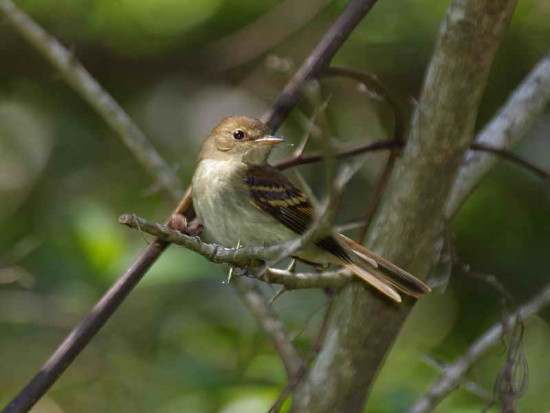 Mosqueta parda/Euler's Flycatcher