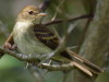 Mosqueta parda/Euler's Flycatcher