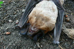 Eumops bonariensis