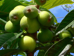 Níspero/Loquat