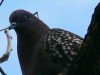 Paloma manchada/Spot-winged Pigeon