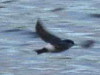 Golondrina patagónica/Blue-and-white Swallow