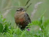 Pecho colroado/White-browed Blackbird